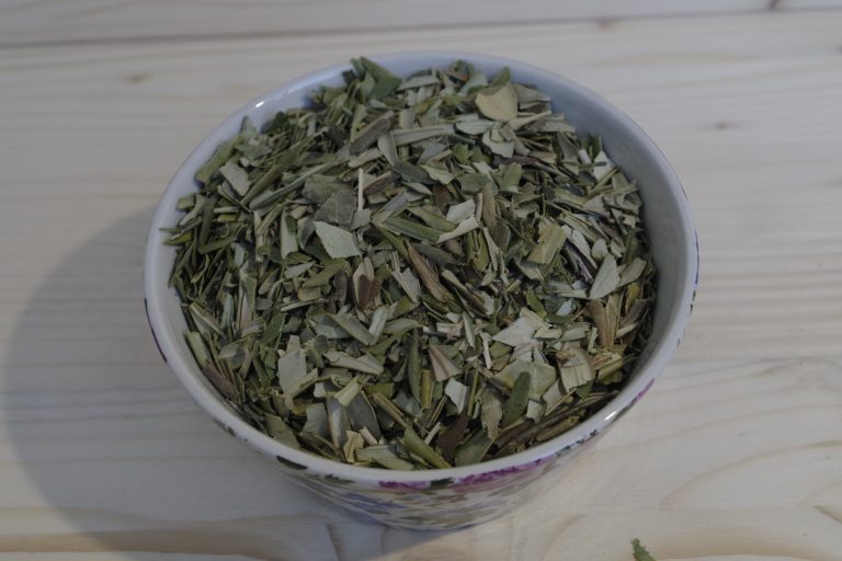 olivo foglie