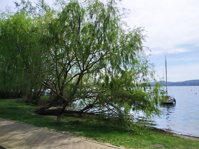 salice albero su lago Viverone