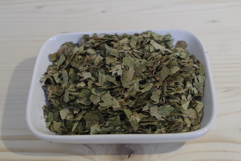 betulla foglie
