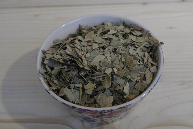 eucalipto