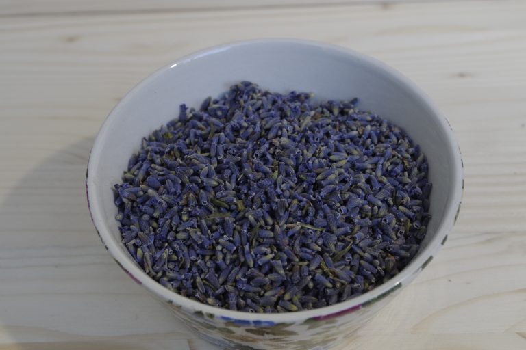 lavanda