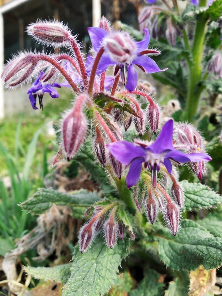 borragine