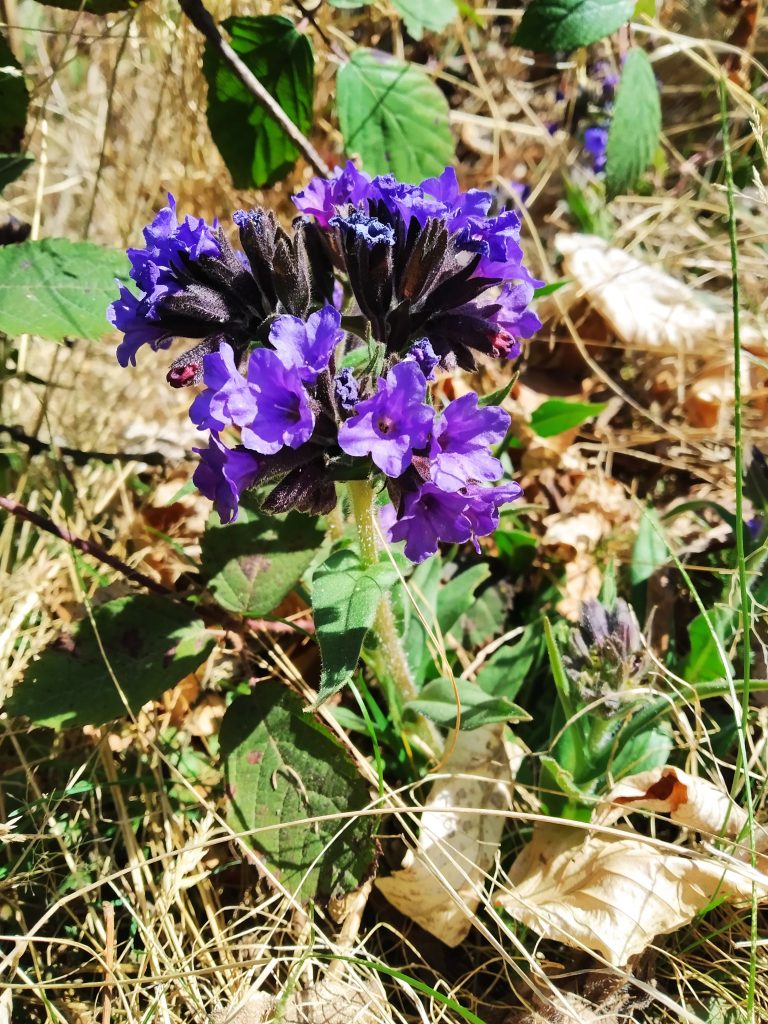 fiore di polmonaria