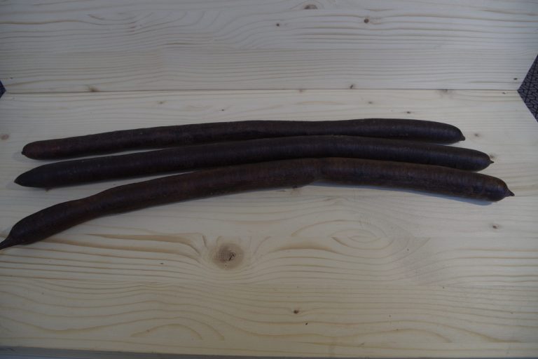 cassia fistula