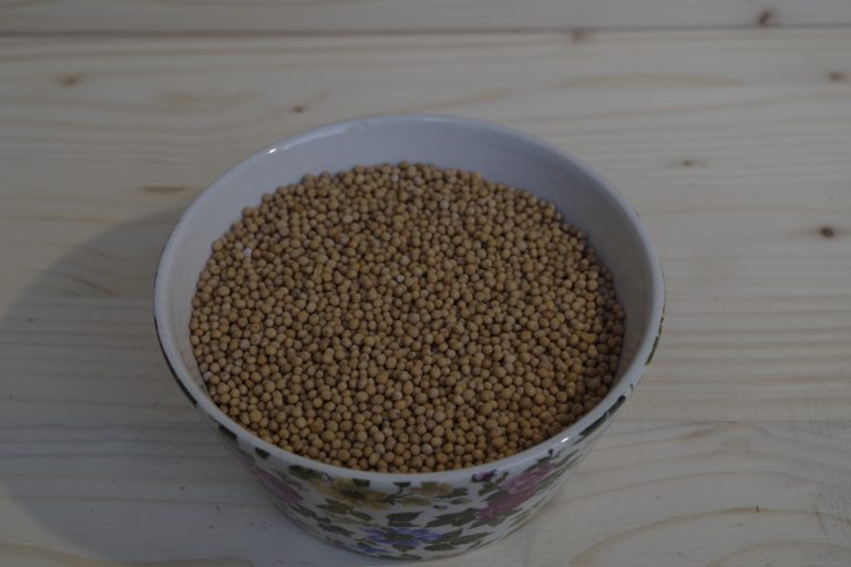 senape gialla grani