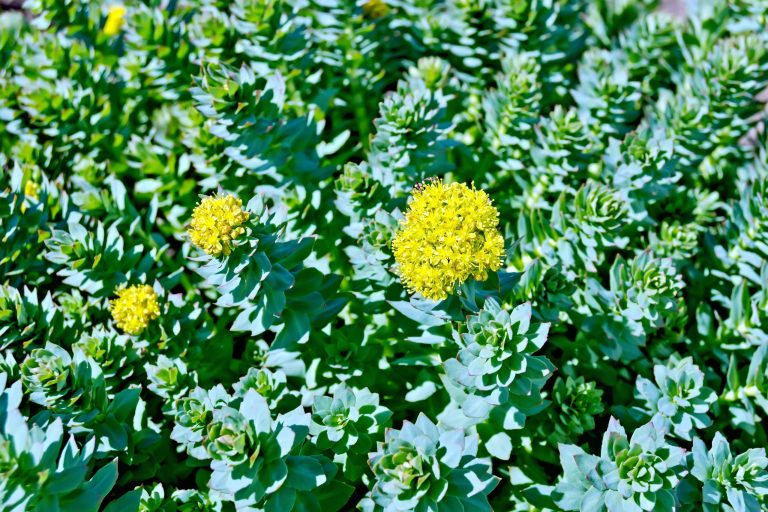 Rhodiola rosea fioritura