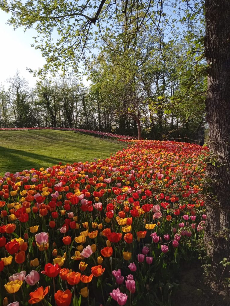 tulipani pralormo
