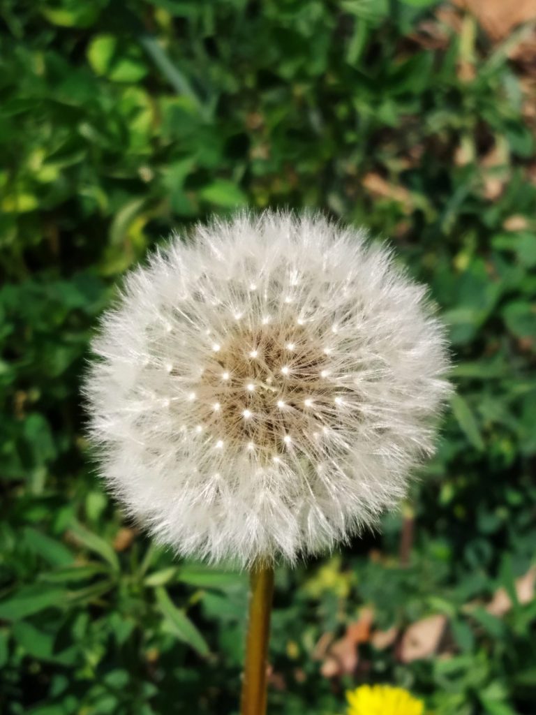 soffione