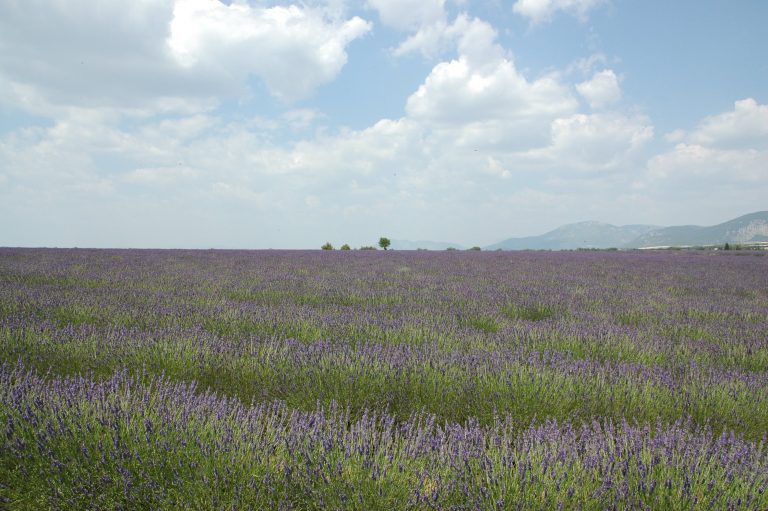 lavanda provenza