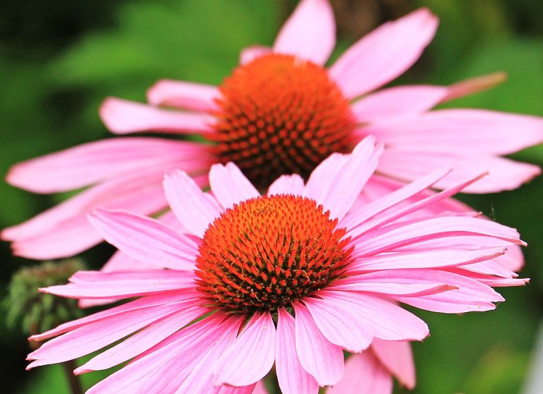 Echinacea angustifolia
