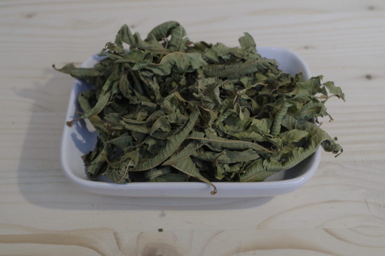 verbena odorosa foglie intere